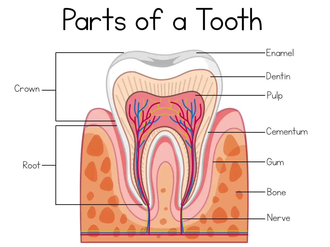 Illustration showing the anatomy of a tooth and the pulp chamber.