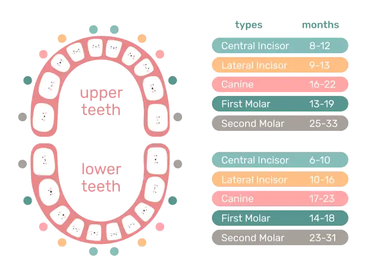 Baby teeth timeline table