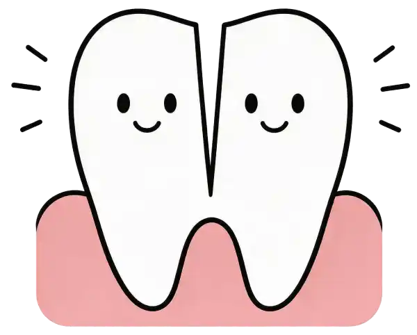 Illustration of a single tooth bud attempting to split into two, resulting in a large tooth with a groove.