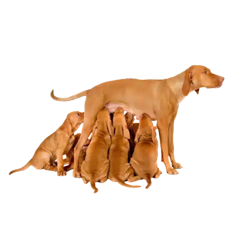 Mother dog breastfeeding her puppies